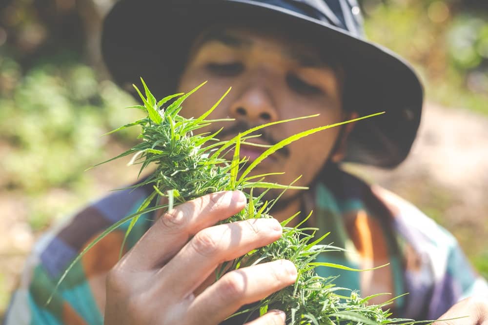 Qu'est-ce que le CBD ?