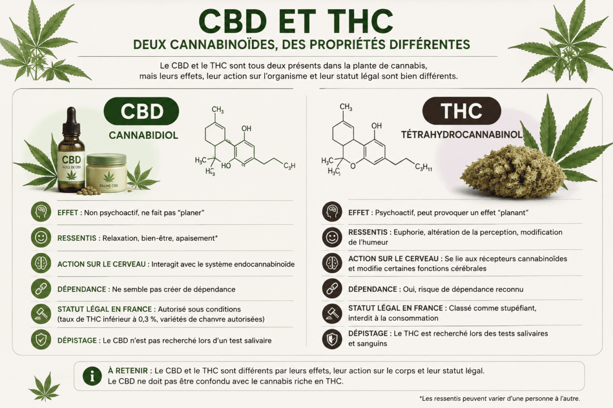 CBD et THC, deux cannabinoïdes aux propriétés différentes