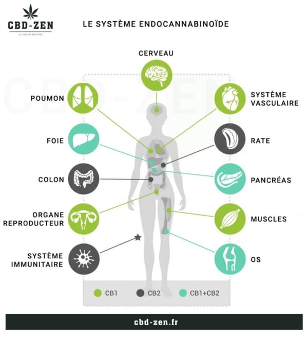 Le Système Endocannabinoïde.