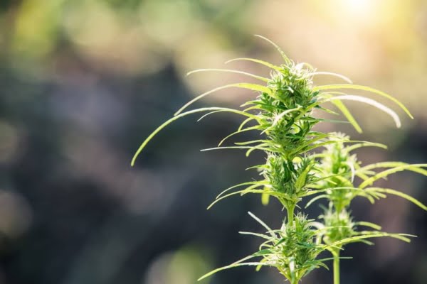 La plante de cannabis, source du CBD