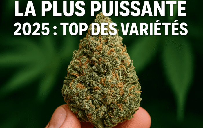 Fleur de CBD la plus puissante 2025 top des variétés